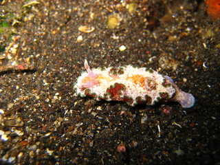 Nacktschnecke