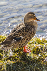 duck on lake