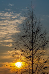 beautiful sunrise through birch branches at winter