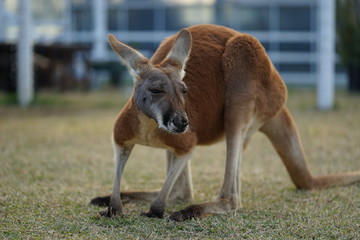カンガルー  神戸どうぶつ王国
