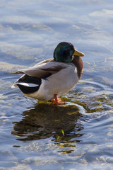 Obraz premium duck on lake