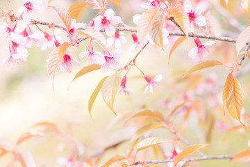 Obraz na płótnie Canvas Sakura flowers blooming blossom in Chiang Mai, Thailand