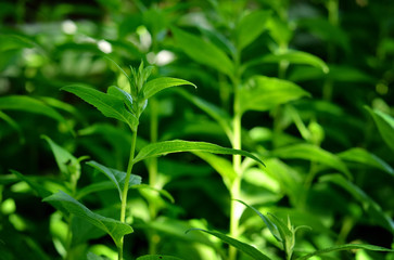 green plant close-up