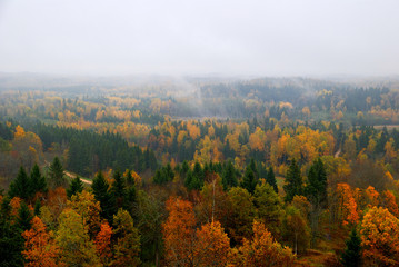 Obraz premium forest hills covered with mist in fall