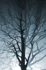 close-up of a tree in the fog with sunbeams