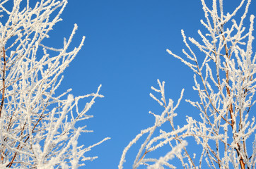 Winter snow covered trees frame
