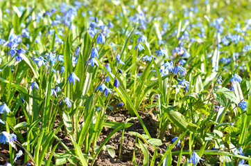 Siberian Squill Scilla siberica close-up