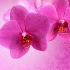 dark pink orchid flower close-up isolated on white