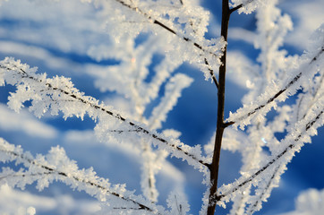 hoar-frost on plants in winter