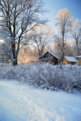 frost on tree at the sunrise