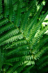 fern close-up in the forest