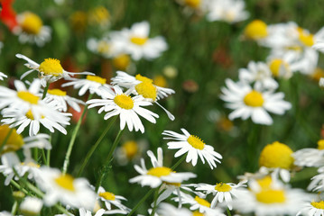 Fototapeta premium fragment of a camomile field with flowers