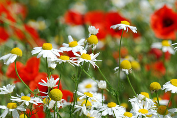 fragment of a field camomiles and poppies
