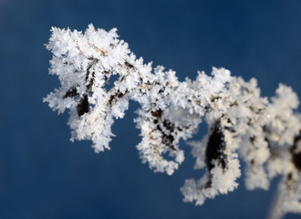 hoar-frost on plants in winter