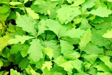 oak leafs background