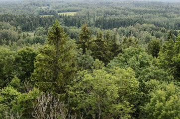 hills with forest
