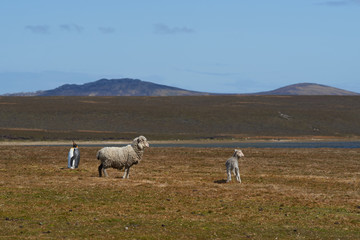 King Penguin (Aptenodytes patagonicus) on a sheep farm at Volunteer Point in the Falkland Islands. 