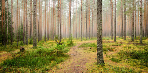 pine forest scene - 100116040