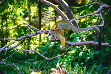 Fotobehang Aap Squirrel monkeys  © nulovetoyo