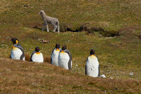 King Penguins (Aptenodytes patagonicus) on a sheep farm at Volunteer Point in the Falkland Islands. 