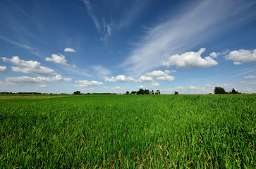 classic rural landscape. Green field against blue sky