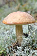 mushroom in forest