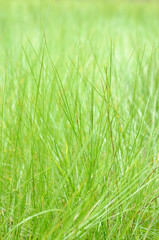 Obraz premium green grass close-up