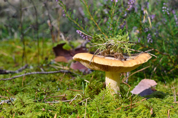 Obraz na płótnie Canvas mushroom in forest