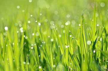 Fototapeta na wymiar fresh green grass with water drops close-up