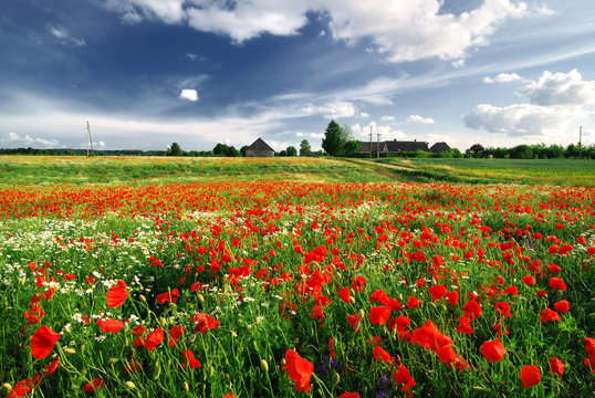 a poppy field and a country house in Latvia