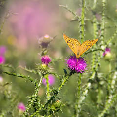 green grass orange butterfly