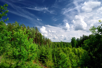 forest on the hills in Latvia. Wide view.