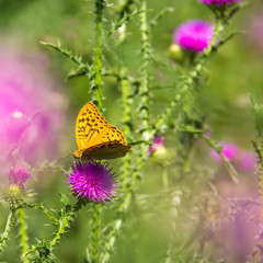 Naklejka premium green grass orange butterfly