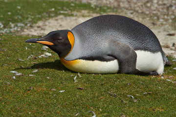 King Penguin (Aptenodytes patagonicus) resting by lying on the ground at Volunteer Point in the...