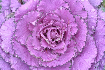 ornamental decorative cabbage close-up