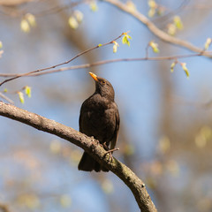 portrait of a blackbird