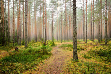 pine forest scene
