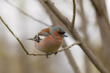 chaffinch on a tree branch