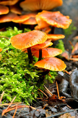 mushrooms on a tree stump in the forest