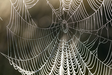 Beautiful spider web with water drops close-up © dumiceava