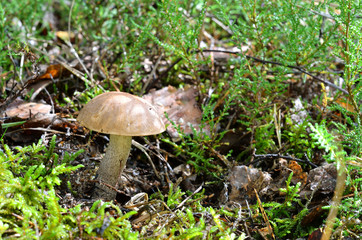 mushroom in forest