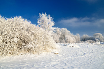 hoar-frost on trees in winter