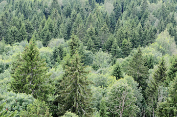 Obraz premium wzgórza z lasem