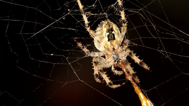 Close-up of Cross spider is eating an insect 