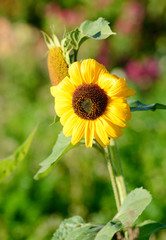 Sunflower close-up against foliage background