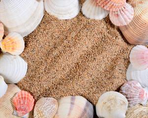 sea shells on the sandy beach framing image