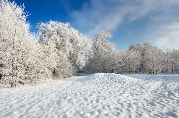 hoar-frost on trees in winter