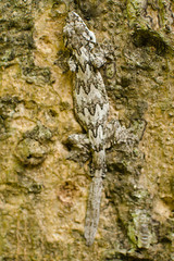 reptile is flying gecko