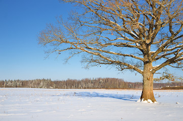 lonely oak tree in the field in winter