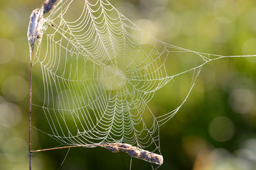 Beautiful spider web with water drops close-up